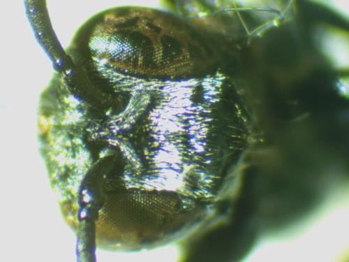 Réf. 317 143 : Psenulus sp.
